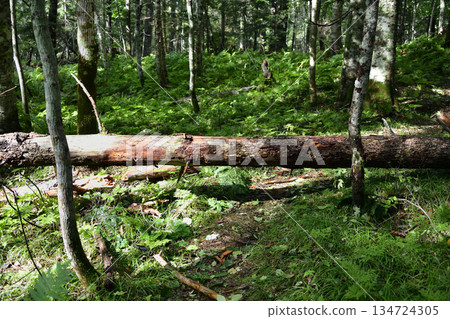 浦間上之池步道上的蘑菇和其他植物 134724305