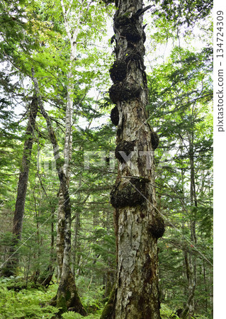 浦間上之池步道上的蘑菇和其他植物 134724309