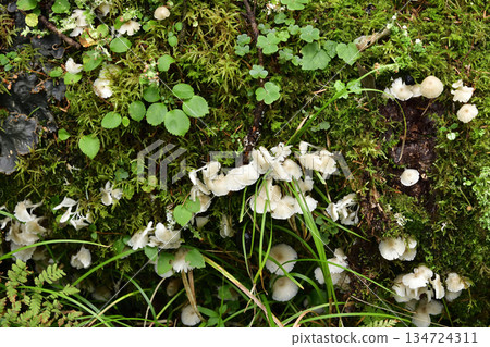 浦間上之池步道上的蘑菇和其他植物 134724311
