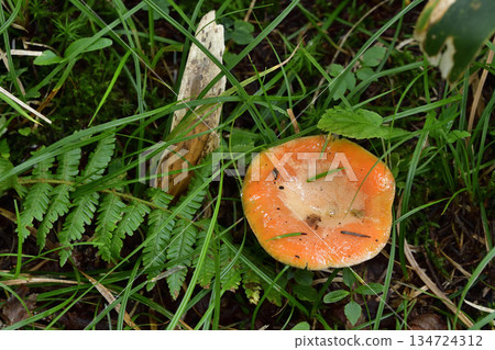 浦間上之池步道上的蘑菇和其他植物 134724312
