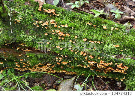 浦間上之池步道上的蘑菇和其他植物 134724313