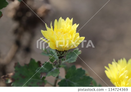 初冬時節，花園裡盛開著小小的黃色菊花。 134724369