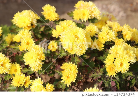 Small yellow chrysanthemum flowers blooming in the garden in early winter Small yellow chrysanthemum flowers blooming in the garden in early winter 134724374