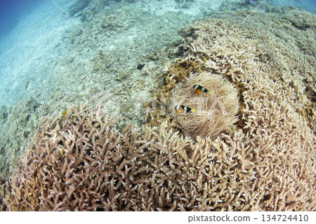 居住在珊瑚礁上的小丑魚之王 134724410