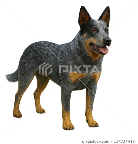 Realistic Australian Cattle Dog (full body, transparent background) 134724418