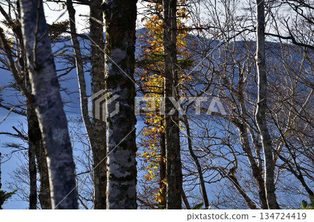 View of the Uramashu Outer Rim Trail 134724419