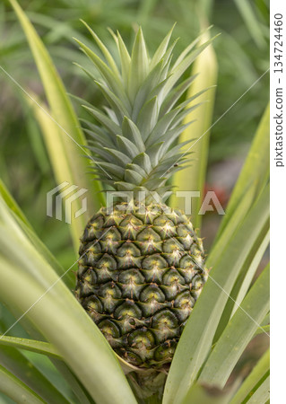 pineapple on a tree 134724460