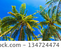 green leaves of coconut palm trees on the background of a blue sky in tropics in summer on tropical island 134724474