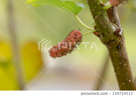 red Mulberry fruit on the branch red Mulberry fruit on the branch 134724513