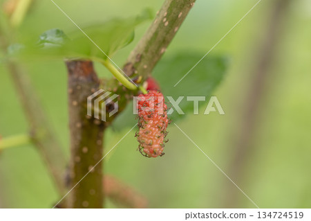 red mulberry fruit on tree 134724519