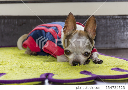 chihuahua dog resting on floor 134724523