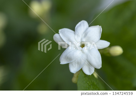 close up of jasmine flower 134724559
