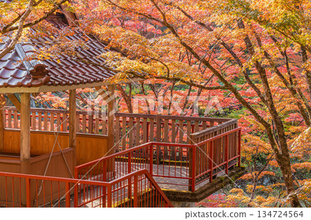 Scenery of Oihira Park in Toyota City (Aichi Prefecture) 134724564