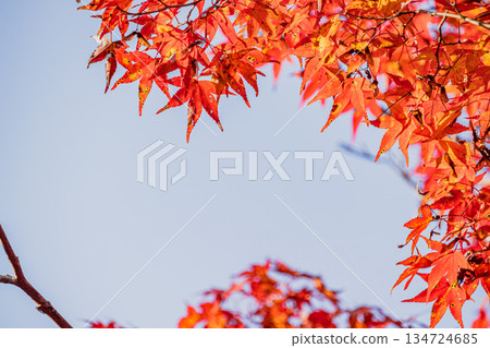 Scenery of Oihira Park in Toyota City (Aichi Prefecture) 134724685