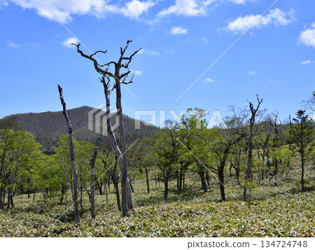 View of the Uramashu Outer Rim Trail 134724748