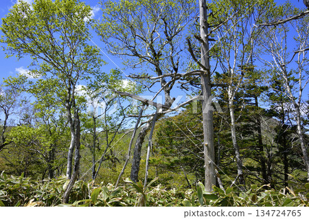 View of the Uramashu Outer Rim Trail View of the Uramashu Outer Rim Trail 134724765