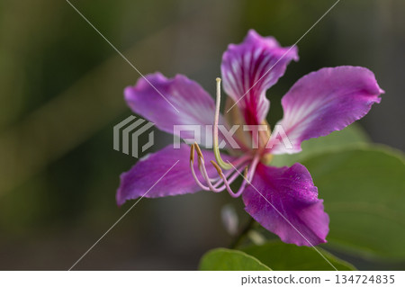 purple flowers in the garden purple flowers in the garden 134724835