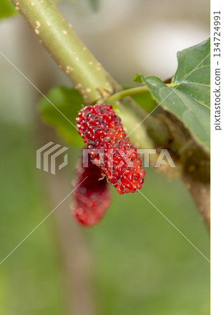ripe red ripe mulberry on tree ripe red ripe mulberry on tree 134724991