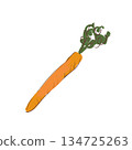 Carrot background material 134725263