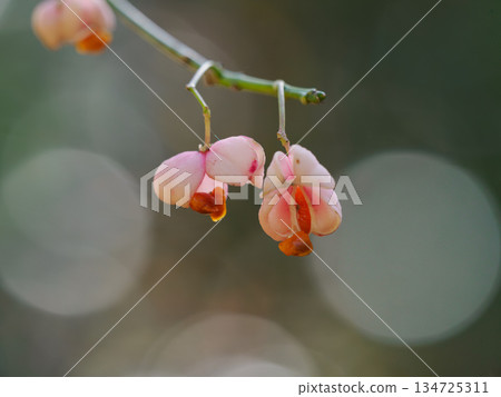 真由美果實裂開 134725311