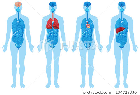 Human Body Silhouettes Highlighting Internal Vital Organs 134725330