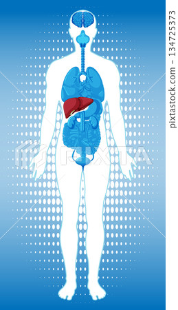 Human Body Silhouette with Highlighted Liver Organ Diagram Human Body Silhouette with Highlighted Liver Organ Diagram 134725373