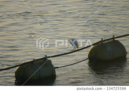 On the Nagara River in Kuwana City, Mie Prefecture, boats head out to the fishing grounds early in the morning to harvest clams. On the Nagara River in Kuwana City, Mie Prefecture, boats head out to the fishing grounds early in the morning to harvest clams. 134725599