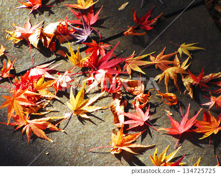 Scenery of autumn leaves of Acer palmatum 134725725