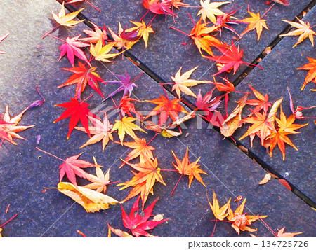 Scenery of autumn leaves of Acer palmatum 134725726
