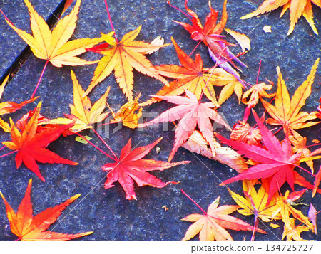 Scenery of autumn leaves of Acer palmatum 134725727