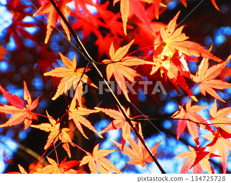 雞爪楓秋葉風景 雞爪楓秋葉風景 134725728