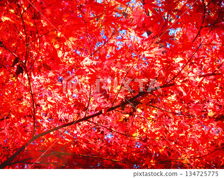 楓樹的秋葉(埼玉縣河口市高善院) 楓樹的秋葉(埼玉縣河口市高善院) 134725775