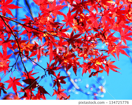 楓樹的秋葉(埼玉縣河口市高善院) 楓樹的秋葉(埼玉縣河口市高善院) 134725776