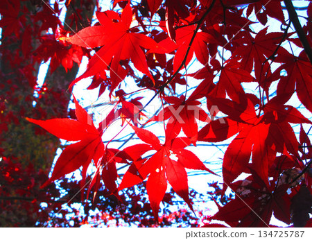 楓樹的秋葉(埼玉縣河口市高善院) 楓樹的秋葉(埼玉縣河口市高善院) 134725787