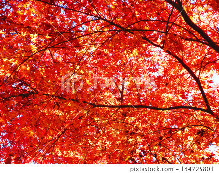 Autumn leaves of maple trees (Kozen-in Temple, Kawaguchi City, Saitama Prefecture) 134725801