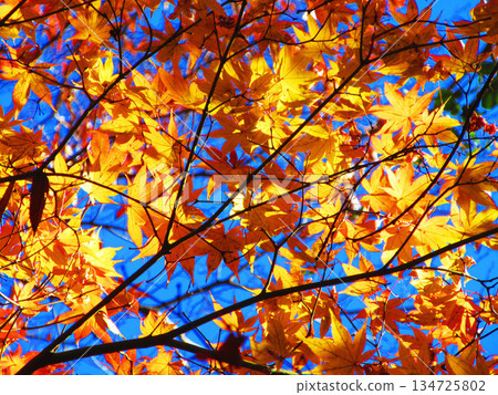 楓樹的秋葉(埼玉縣河口市高善院) 楓樹的秋葉(埼玉縣河口市高善院) 134725802