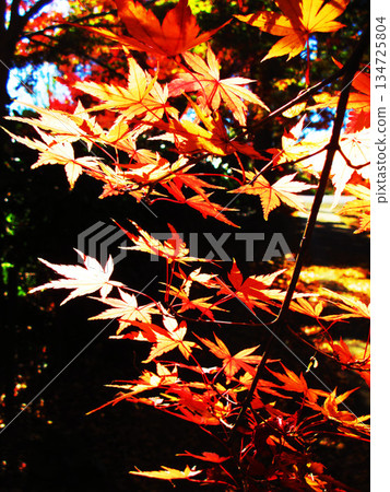 楓樹的秋葉(埼玉縣河口市高善院) 楓樹的秋葉(埼玉縣河口市高善院) 134725804