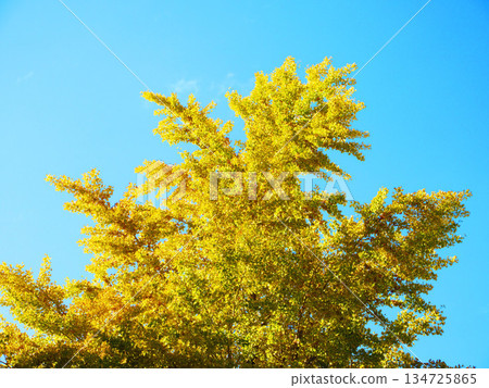 Scenery of yellow ginkgo leaves and blue sky 134725865