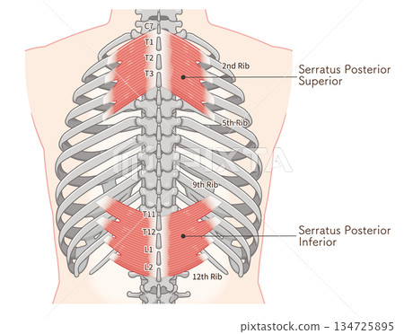 後鋸肌上部和下部的示意圖，後鋸肌示意圖 134725895