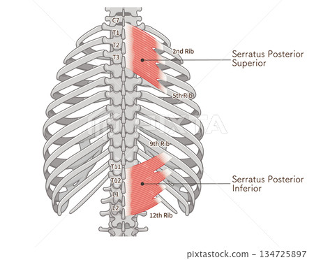 Illustration of the serratus posterior superior and inferior muscles, Serratus Posterior illustration 134725897