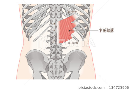 Illustration of the serratus posterior inferior muscle 134725906