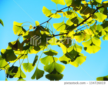 Scenery of yellow ginkgo leaves 134726019