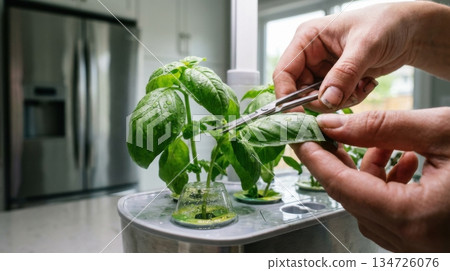 Hands Harvesting Fresh Herbs from High Tech Indoor Smart Garden System 134726076
