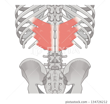 Illustration of the serratus posterior inferior muscle Illustration of the serratus posterior inferior muscle 134726212