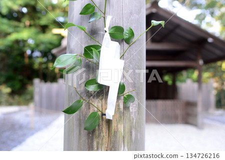 伊勢神宮外宮內的土宮前鳥居和榊樹 134726216