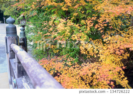 Ise Jingu Inner Shrine Uji Bridge and autumn leaves 134726222
