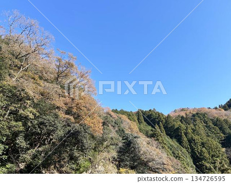 樹木蔥鬱，藍天白雲。 134726595