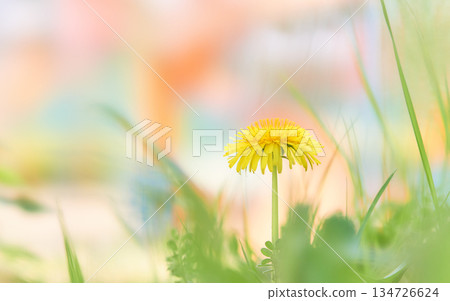 在色彩繽紛的背景上，一朵蒲公英花 134726624