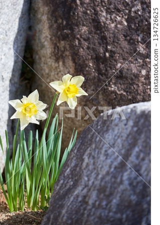 強壯挺拔的水仙花在岩石地上盛開 134726625