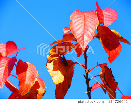 秋季街道樹葉（落葉） 134726641